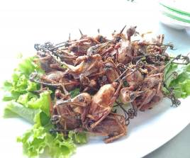 ចាបរ៉ូទី